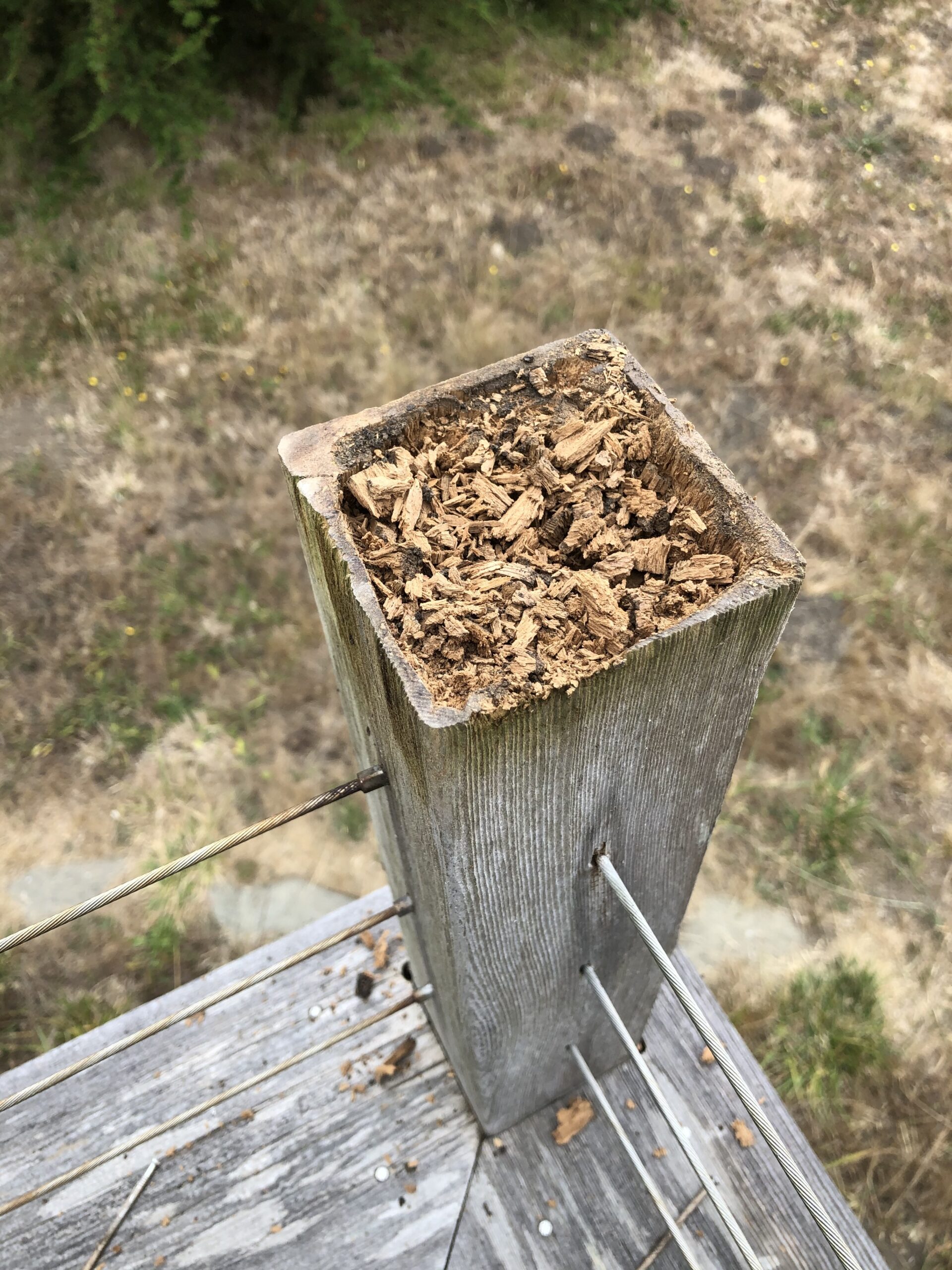 IMG_8310.jpeg (1)